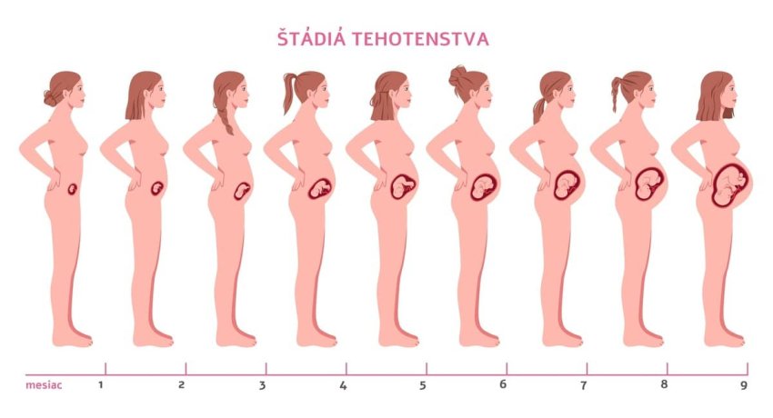 Štádia tehotenstva – veľkosť bábätka v brušku