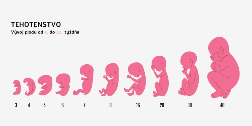 Vývoj plodu od 3. do 40. týždňa tehotenstva